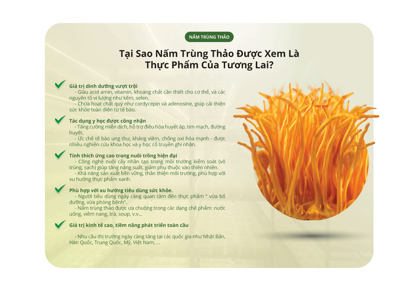tai-sao-nam-trung-thao-duoc-xem-la-thuc-pham-tuong-lai